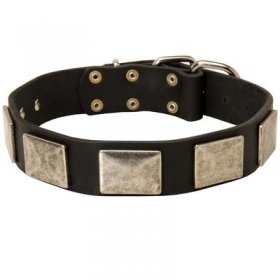 Leather Belgian Malinois Collar with Large Nickel Plates
