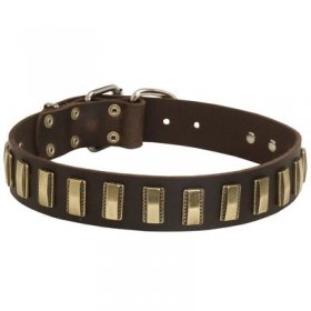 Leather Belgian Malinois Collar with Awesome Brass Plates