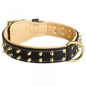 Royal Leather Belgian Malinois Collar Spiked Padded with Nappa Leather