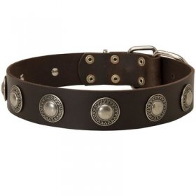 Leather Belgian Malinois Collar Decorated with Silver Conchos