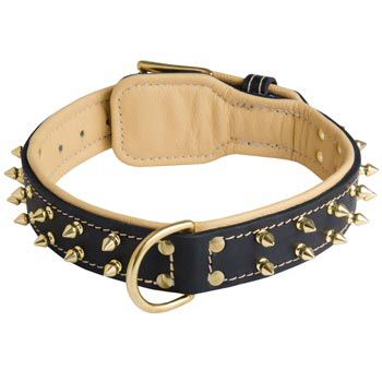 Leather Belgian Malinois Collar Spiked Padded with Nappa Leather Adjustable 