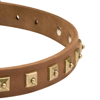 Leather Dog Collar for Belgian Malinois with Studs