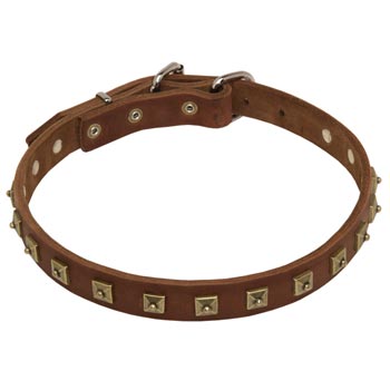 Belgian Malinois Leather Collar For Walking And  Training in Style