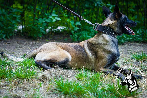 Belgian Malinois leather collar of high quality with riveted studs for daily activity