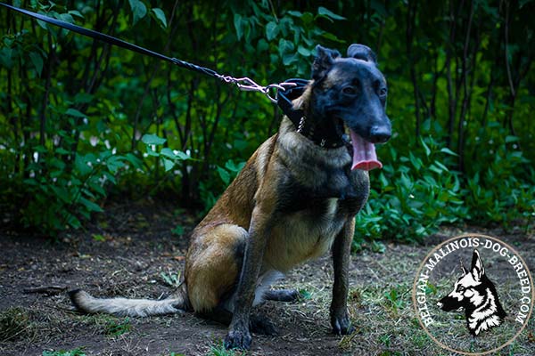 Belgian Malinois leather collar wide with handset spikes and studs  for daily walks