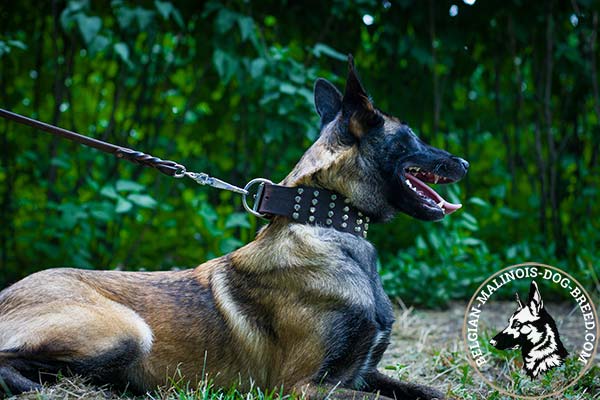 Belgian Malinois leather collar wide with handset studs for stylish walks