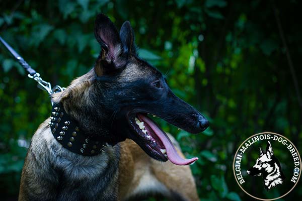 Belgian Malinois leather collar with rust-resistant nickel plated hardware for walking
