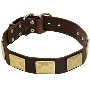 Leather Belgian Malinois Collar with Fashionable Studs