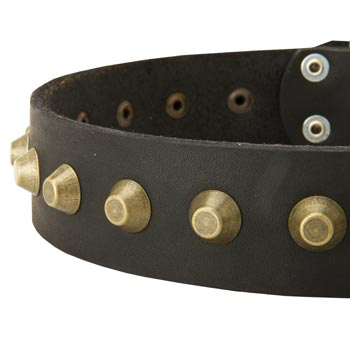Leather Dog Collar with Brass Pyramids for Belgian Malinois