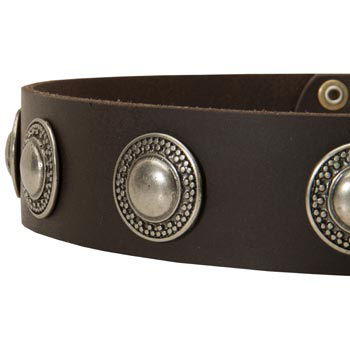 Leather Dog Collar with Conchos for Belgian Malinois