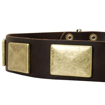 Leather Dog Collar with Massive Brass Plates for Belgian Malinois