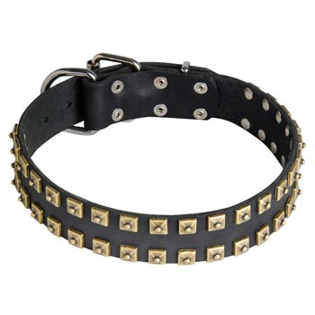 Leather Belgian Malinois Collar with Firm Studs