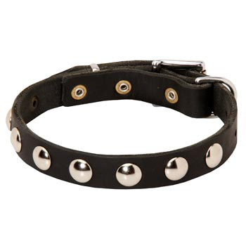 Leather Belgian Malinois Collar Studded for Puppies