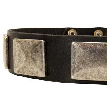 Wide Leather Belgian Malinois Collar for Walking